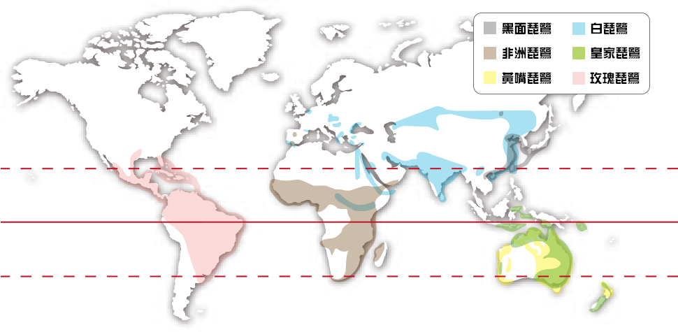 全世界琵鷺屬鳥類分布